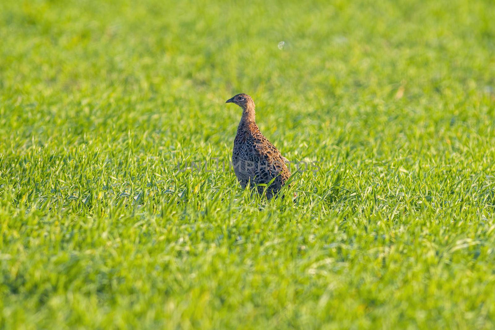 a young pheasant chicken in a meadow