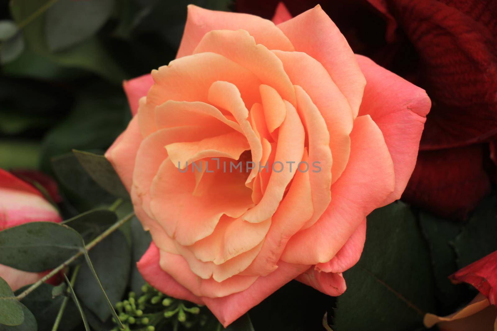 Single big pink rose in a wedding bouquet, bridal flowers