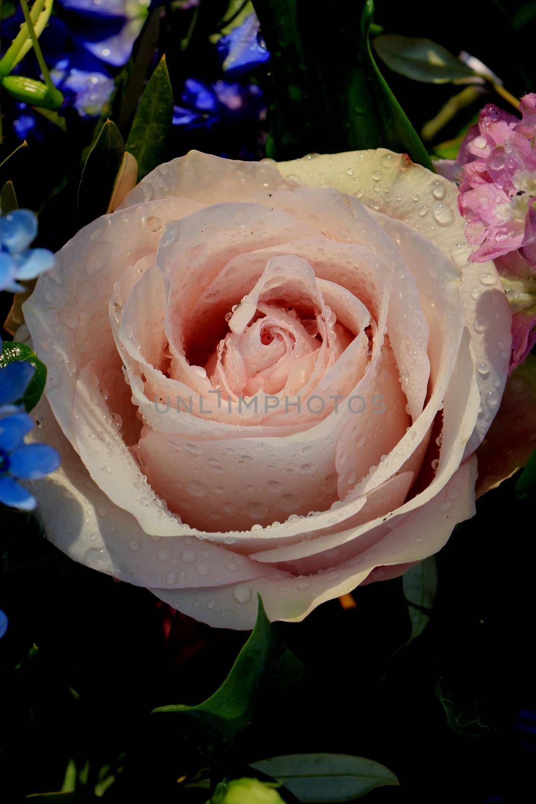 Big pale purple rose in a floral wedding decoration by studioportosabbia