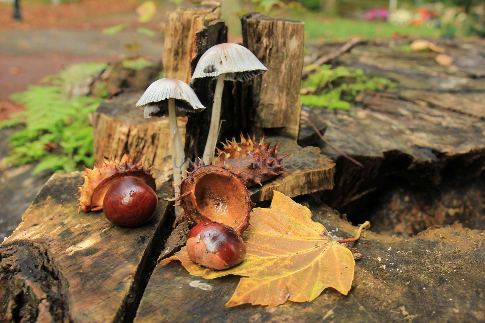 Autumn still life in a fall forest: mushrooms, chestnuts and leaves