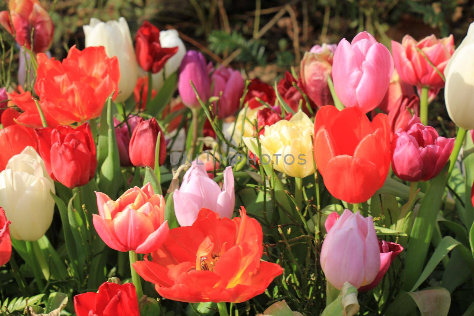 multicolored tulips in early spring sunlight