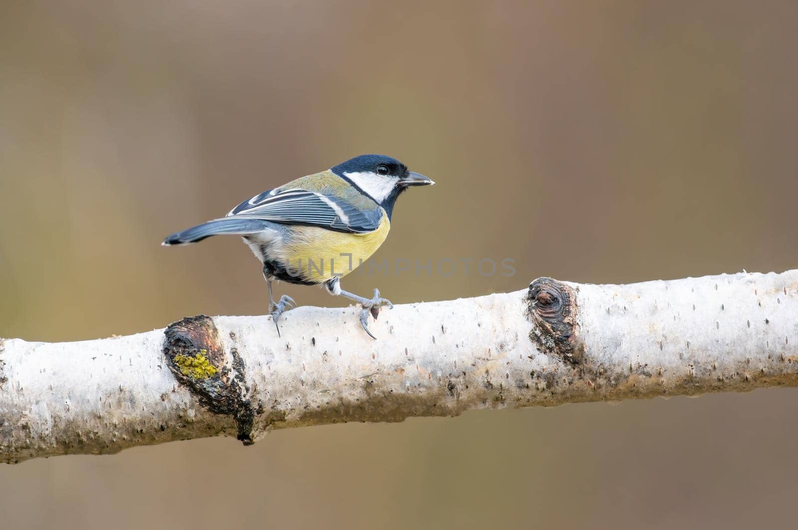 a great tit sits on a branch