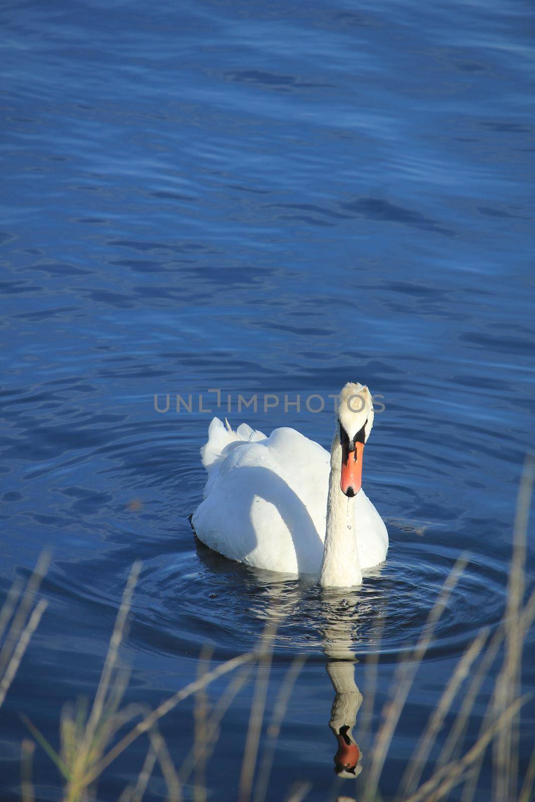 A single swan swimming on quiet water by studioportosabbia