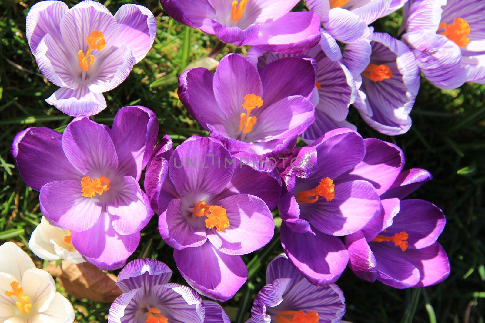 Purple and white crocuses on a field