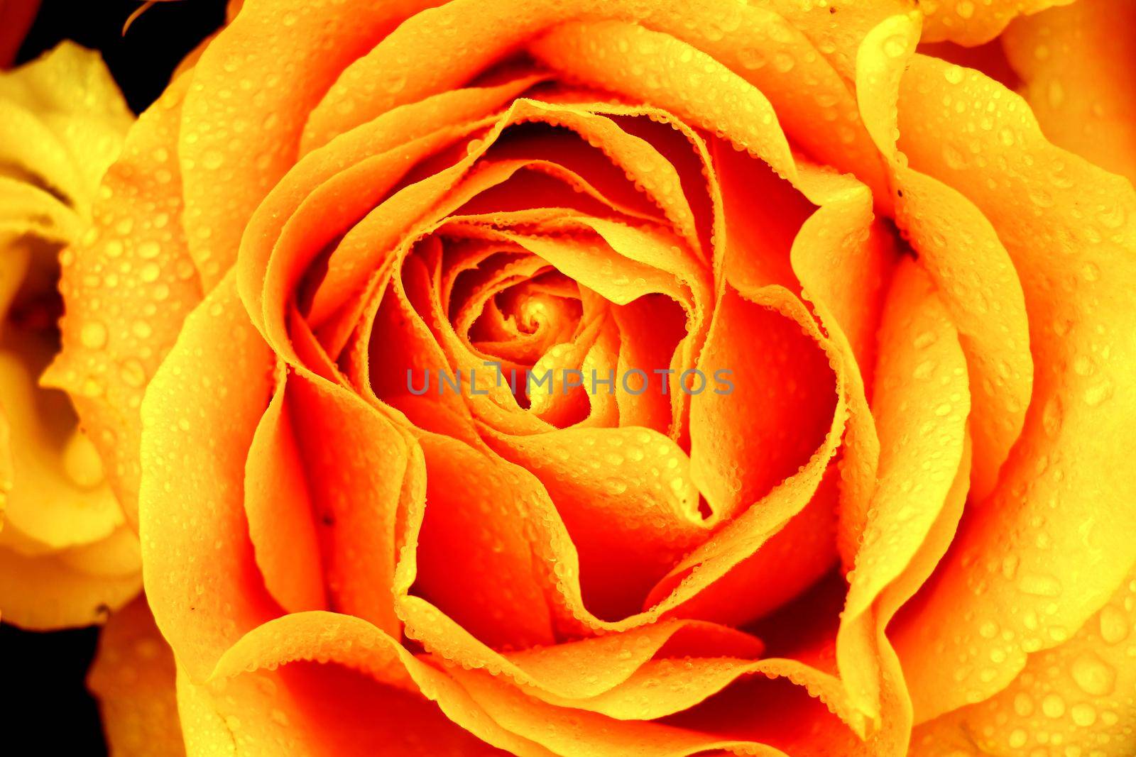 Big orange rose in a floral wedding decoration