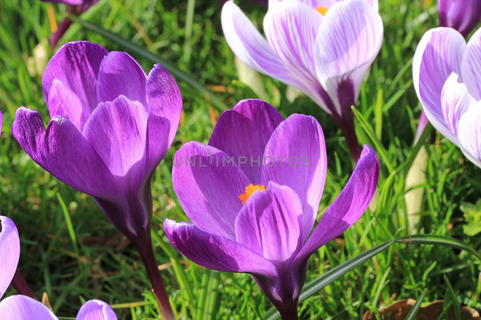 Purple and white crocuses on a field by studioportosabbia