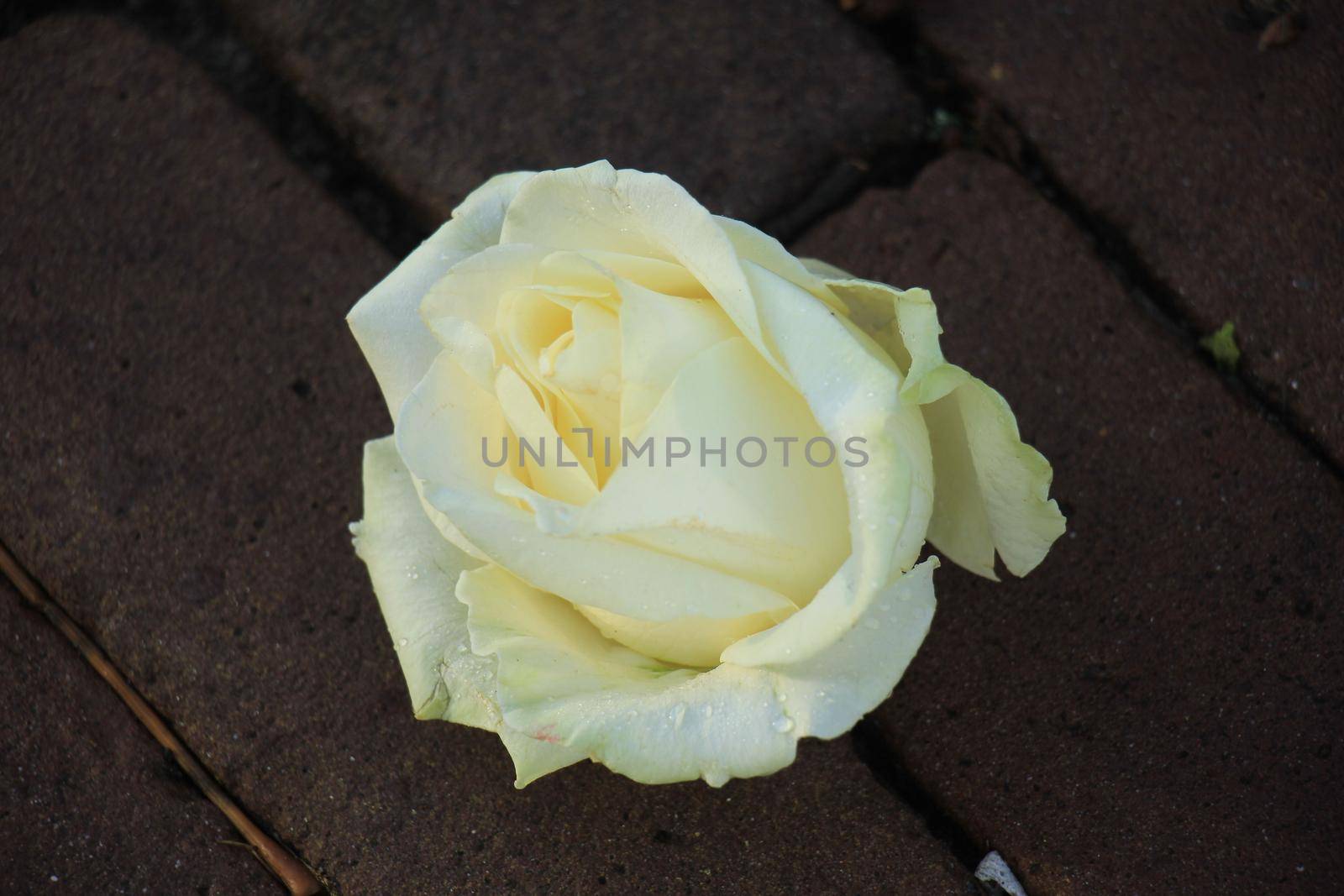 White rose on the pavement of a cemetery