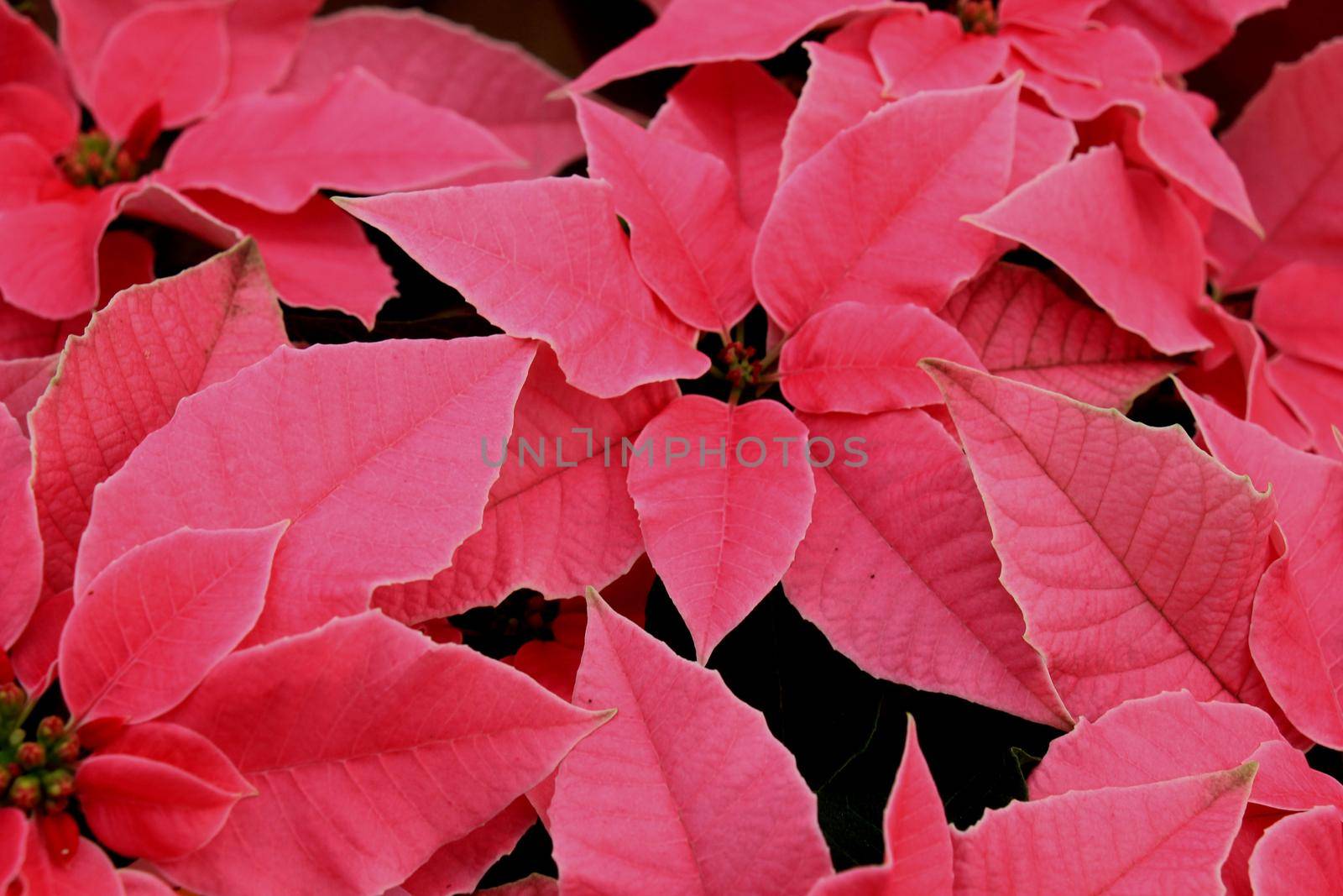 group of pink poinsettia in full flower christmas season plants by studioportosabbia