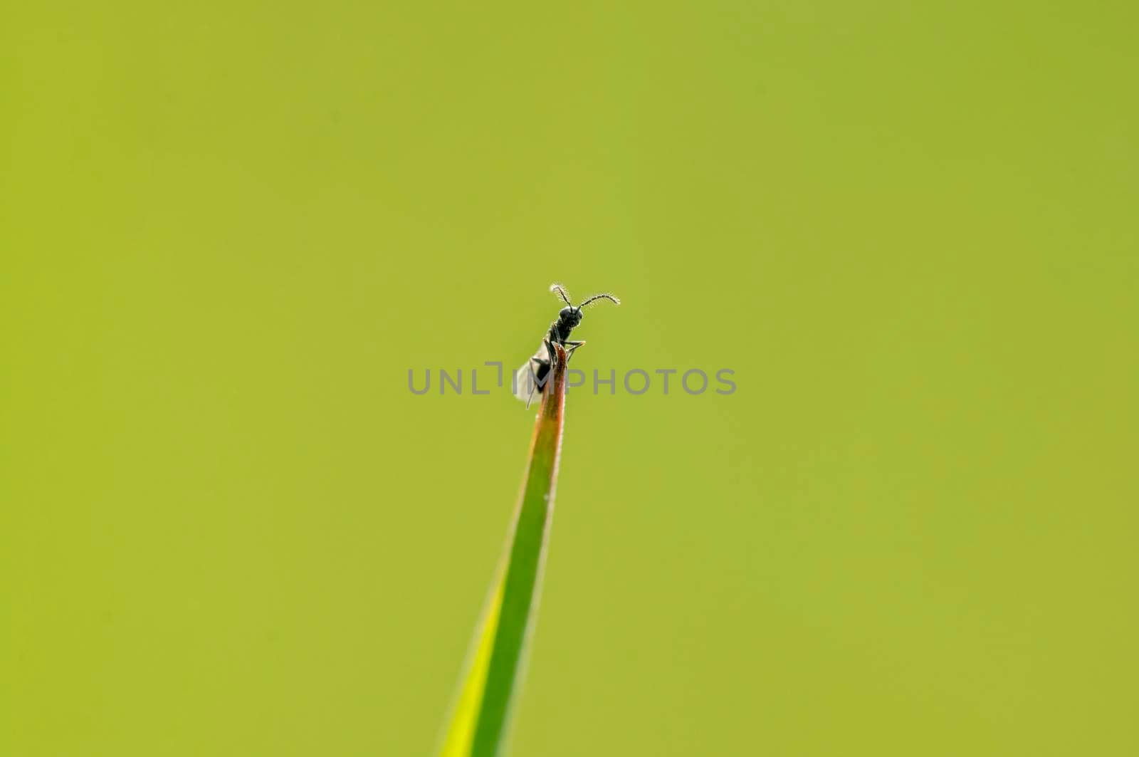 a fly sits on a stalk in a meadow
