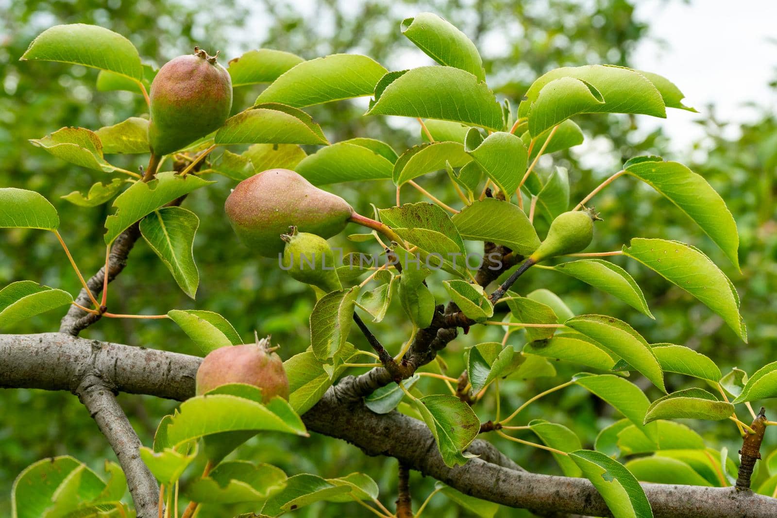 Several young pear fruits on a branch with green leaves by Serhii_Voroshchuk