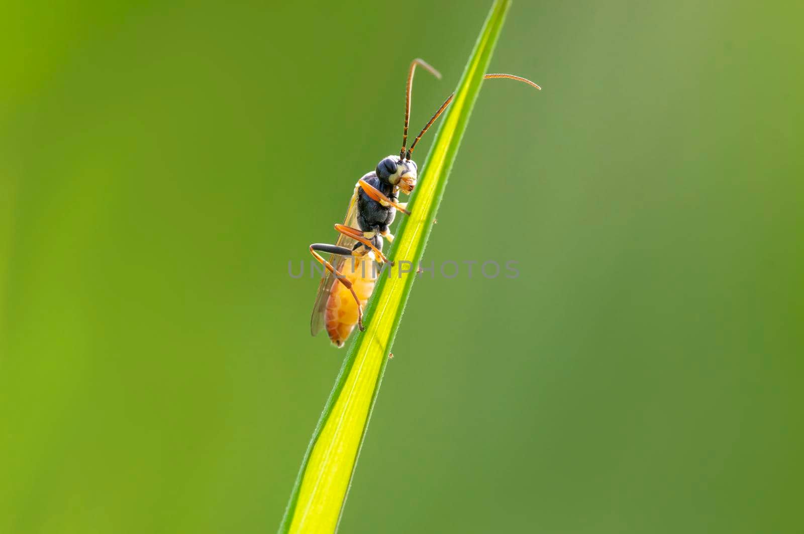 a wasp sits on a stalk in a meadow