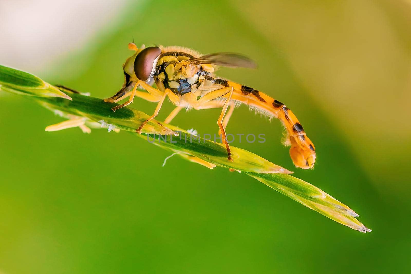 a hoverfly sits on a blade of grass in a meadow