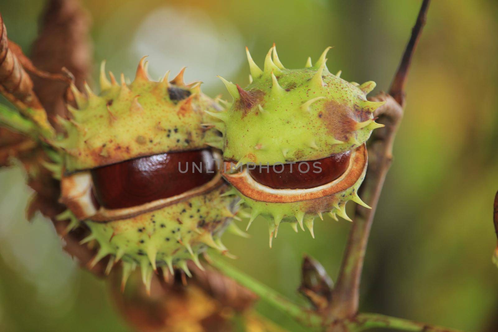 Chestnuts on a tree in an autumn forest