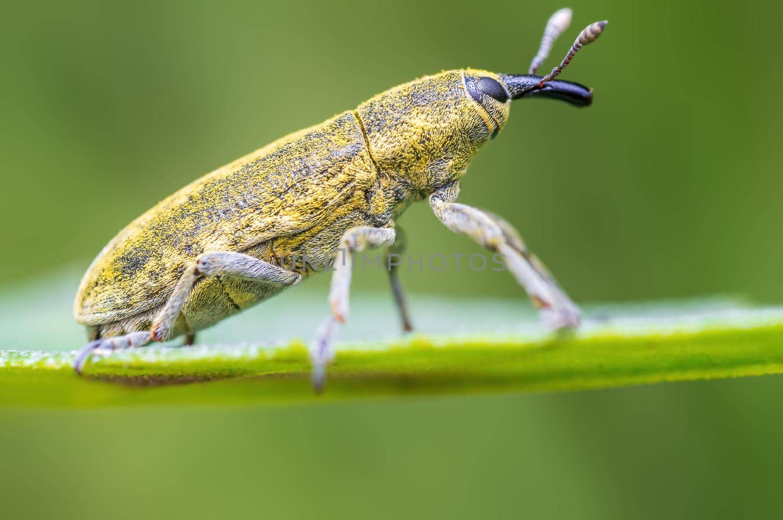 a yellow weevil sits on a leaf in a meadow