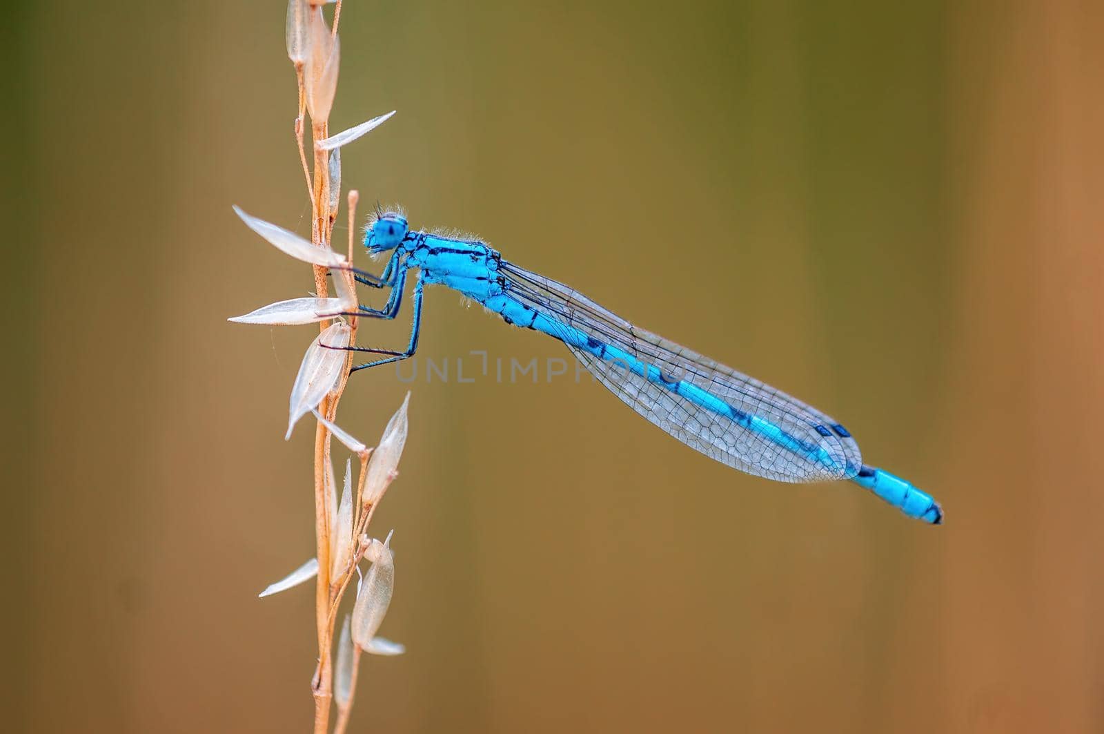 a blue damselfly dragonfly sits on a stalk in a meadow
