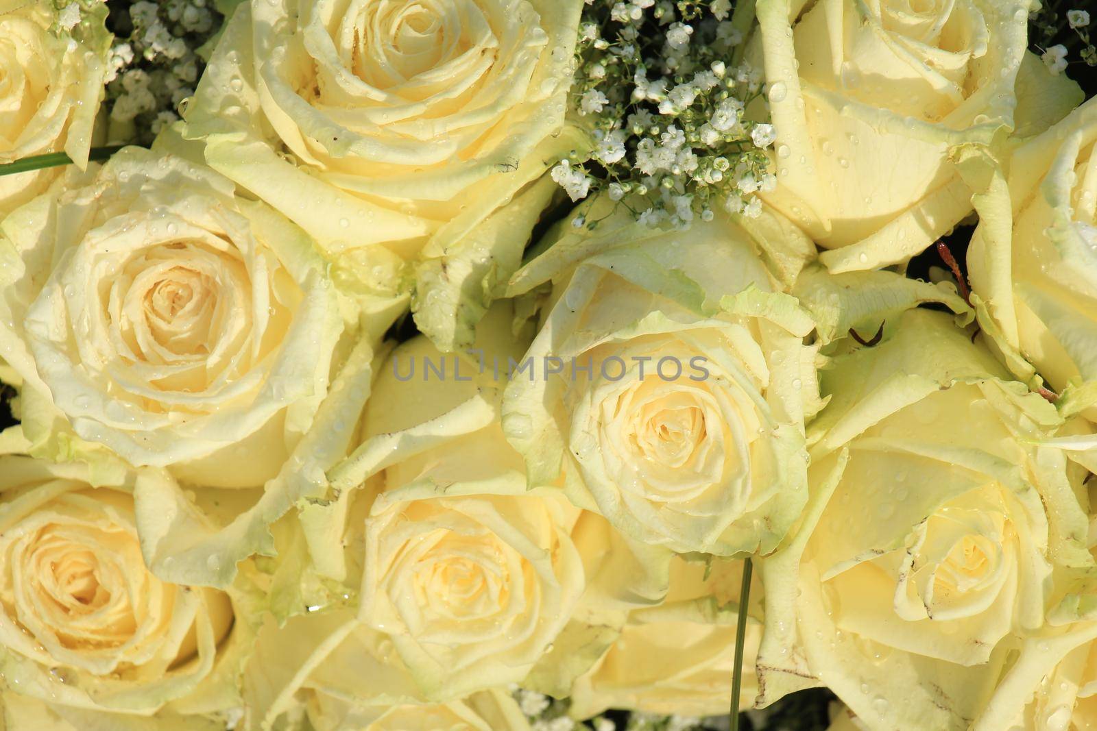 white rose and gypsophila bouquet for a wedding