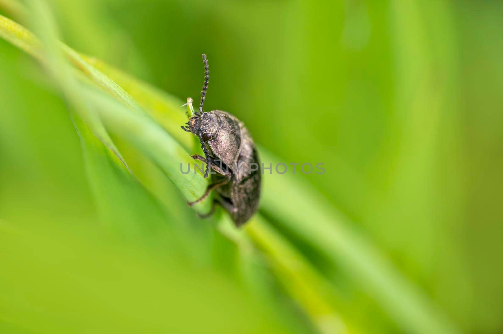 a black beetle sits on a stalk in a meadow