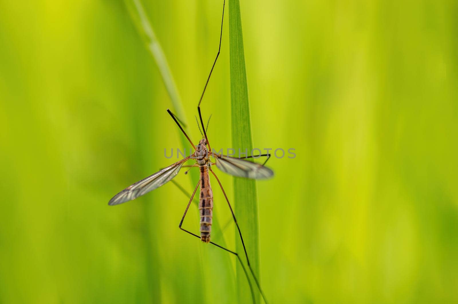 a crane fly sits on blades of grass in a meadow