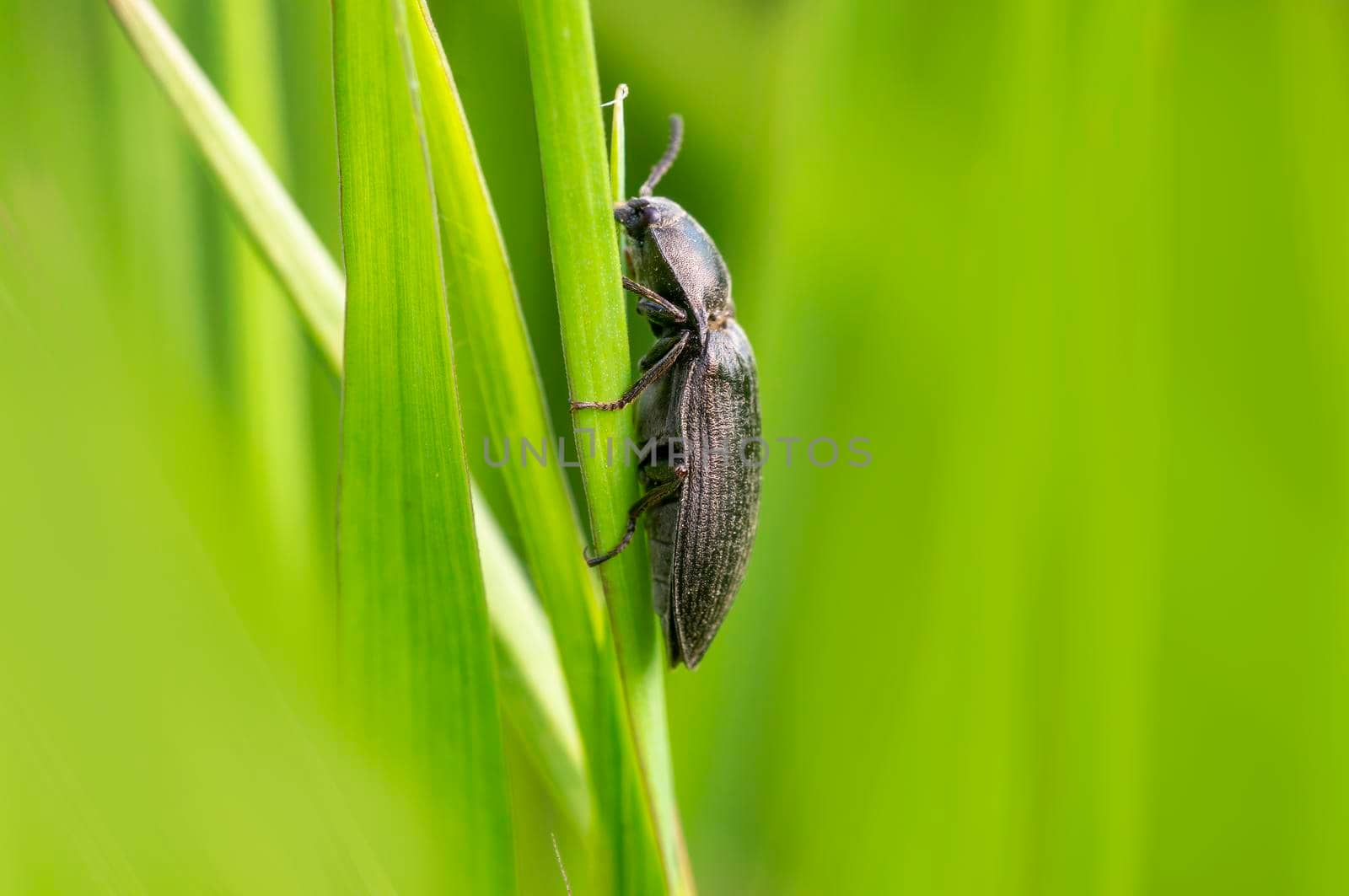 a black beetle sits on a stalk in a meadow