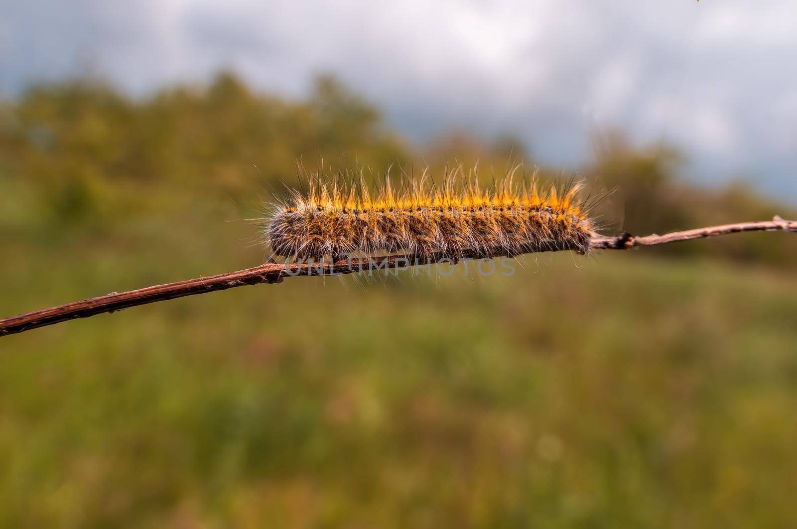 a caterpillar sits on a leaf in a meadow