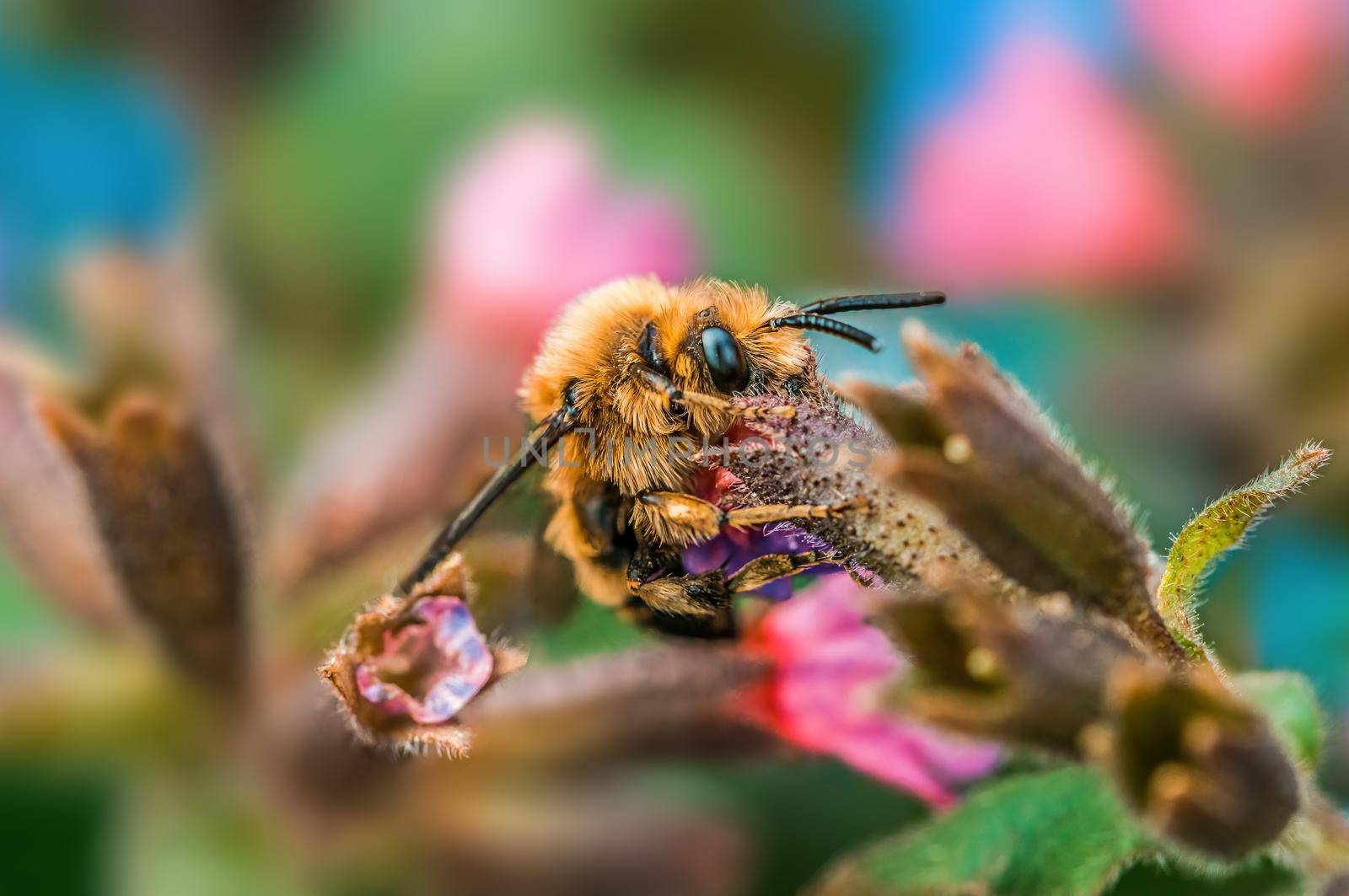 a bee sits on a flower in a meadow