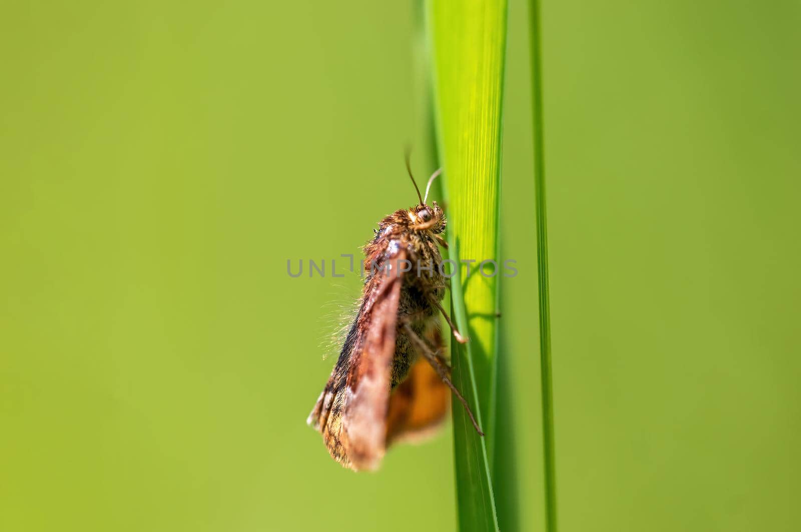 a Moth sits on a stalk in a meadow