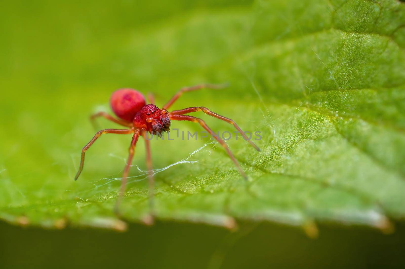 a small red spider is waiting for its prey on a leaf