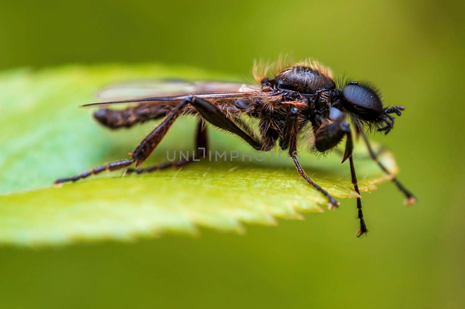 a March fly sits on a leaf in a forest