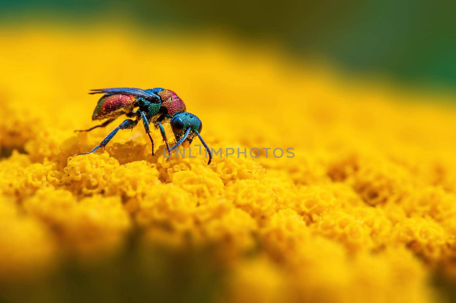 a gold wasp is sitting on a yellow flower