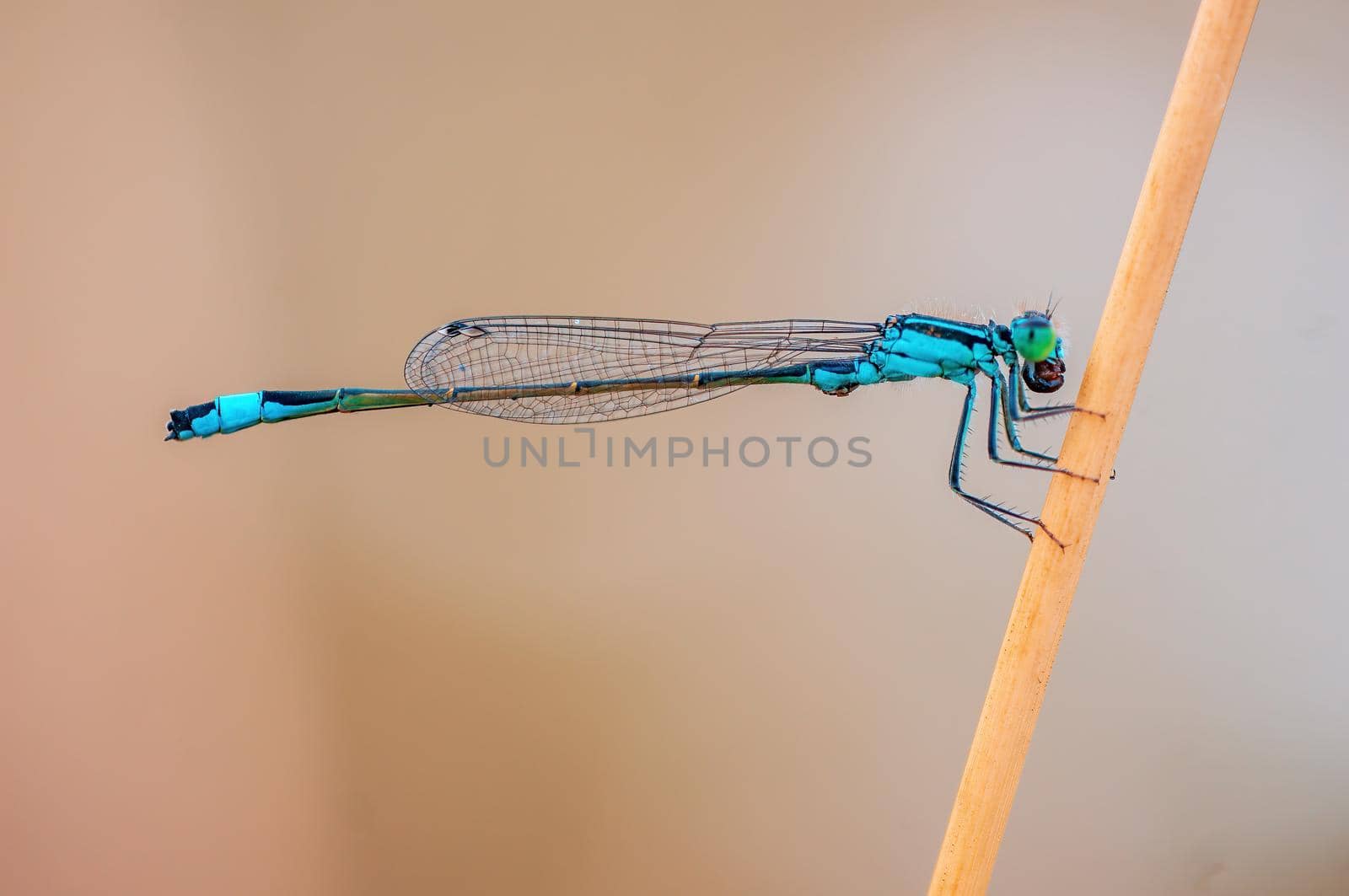 a blue damselfly dragonfly sits on a stalk in a meadow