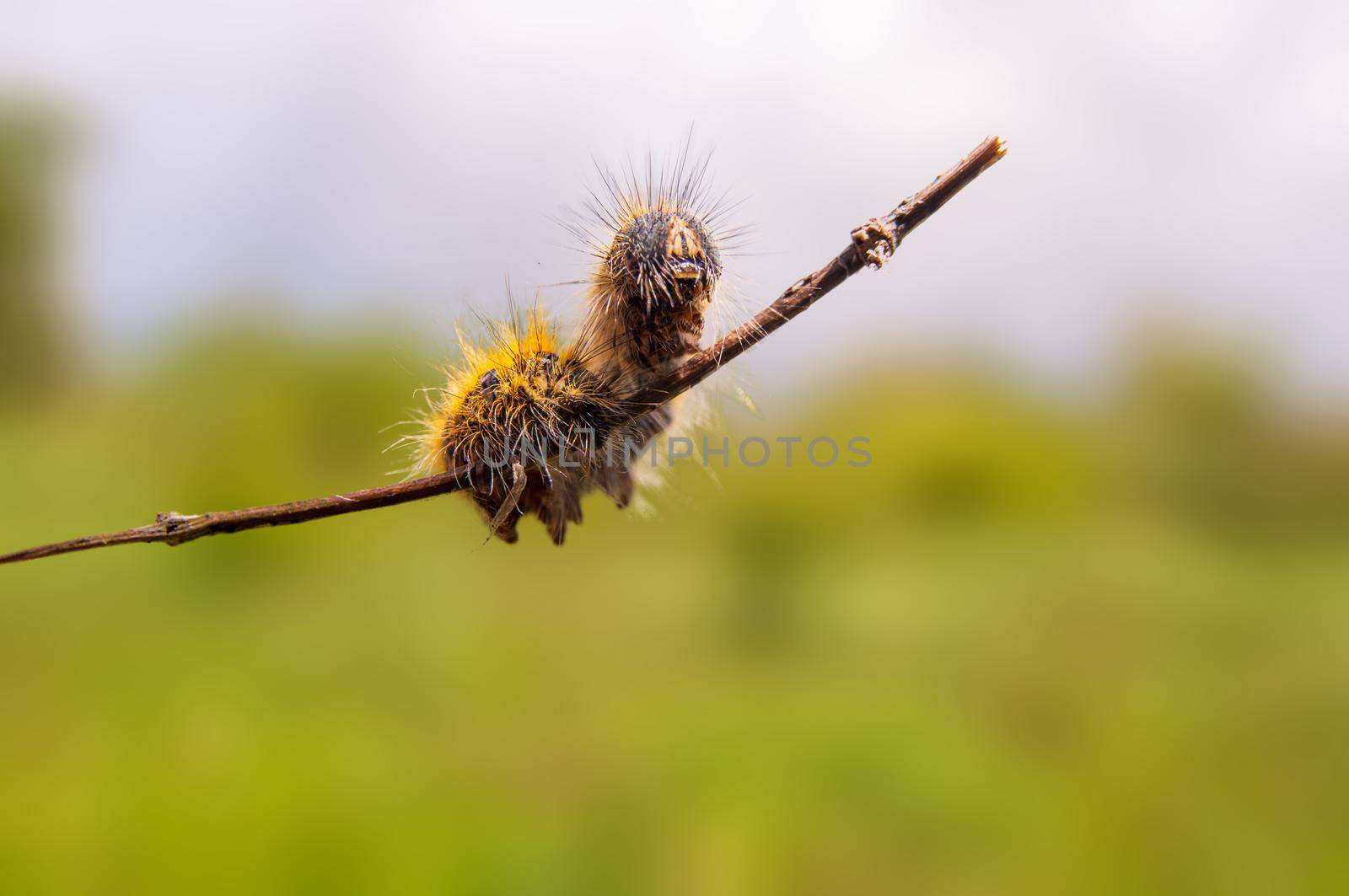 a caterpillar sits on a stalk in a meadow