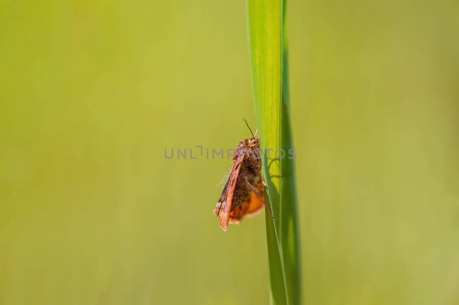 a Moth sits on a stalk in a meadow