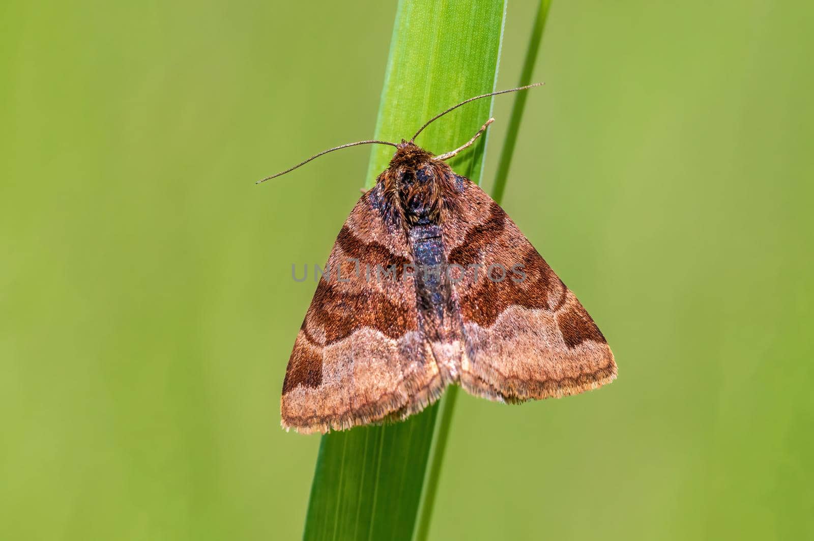 a Moth sits on a stalk in a meadow