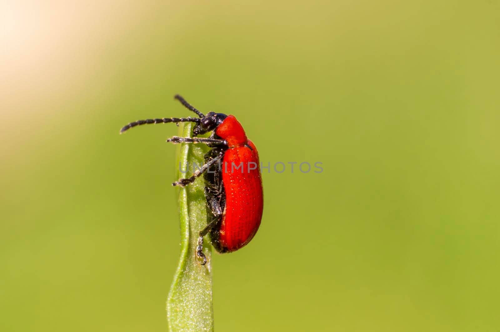 a red lily beetle sits on a leaf