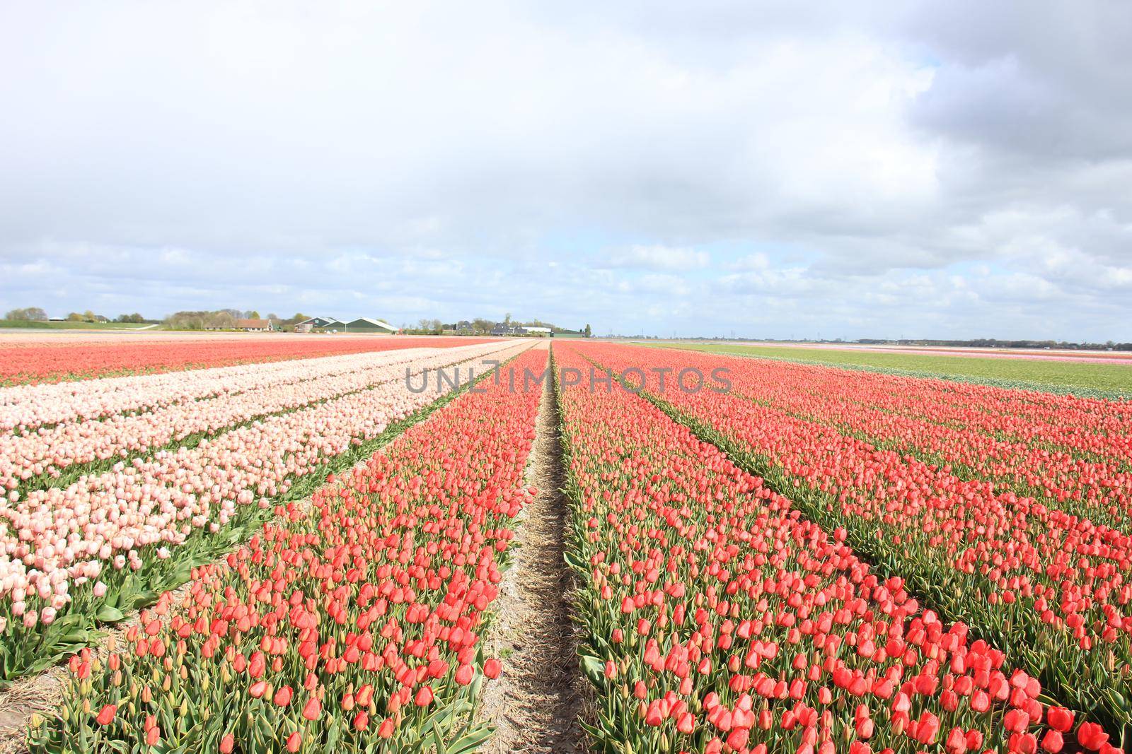 Tulips in a field: Tulips in various colors growing on a field, flower bulb industry by studioportosabbia