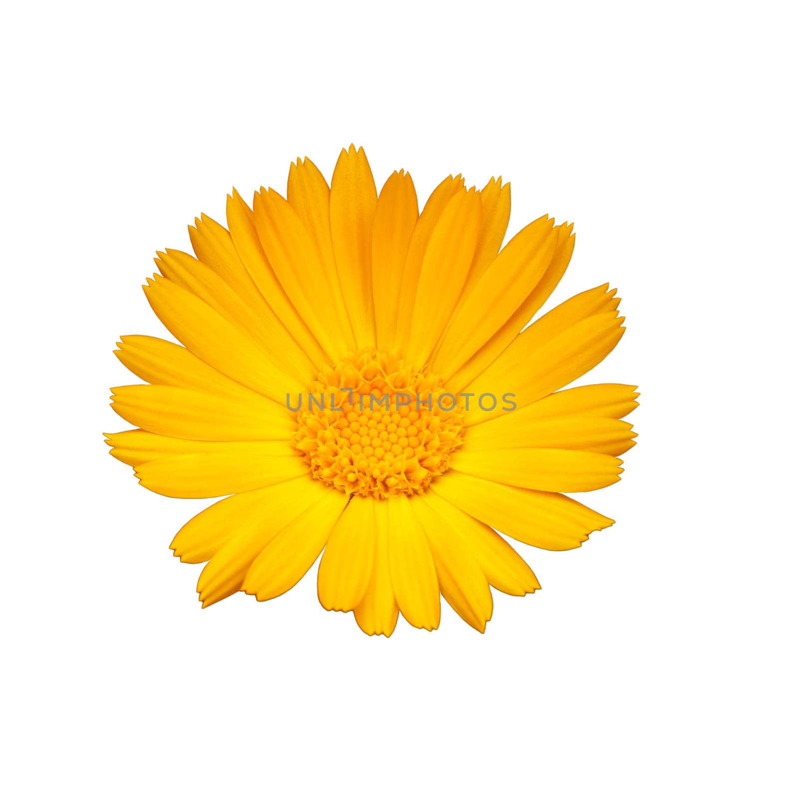 Close-up bud of a yellow marigold flower on the white isolated background. Blooming yellow calendula. Top view.
