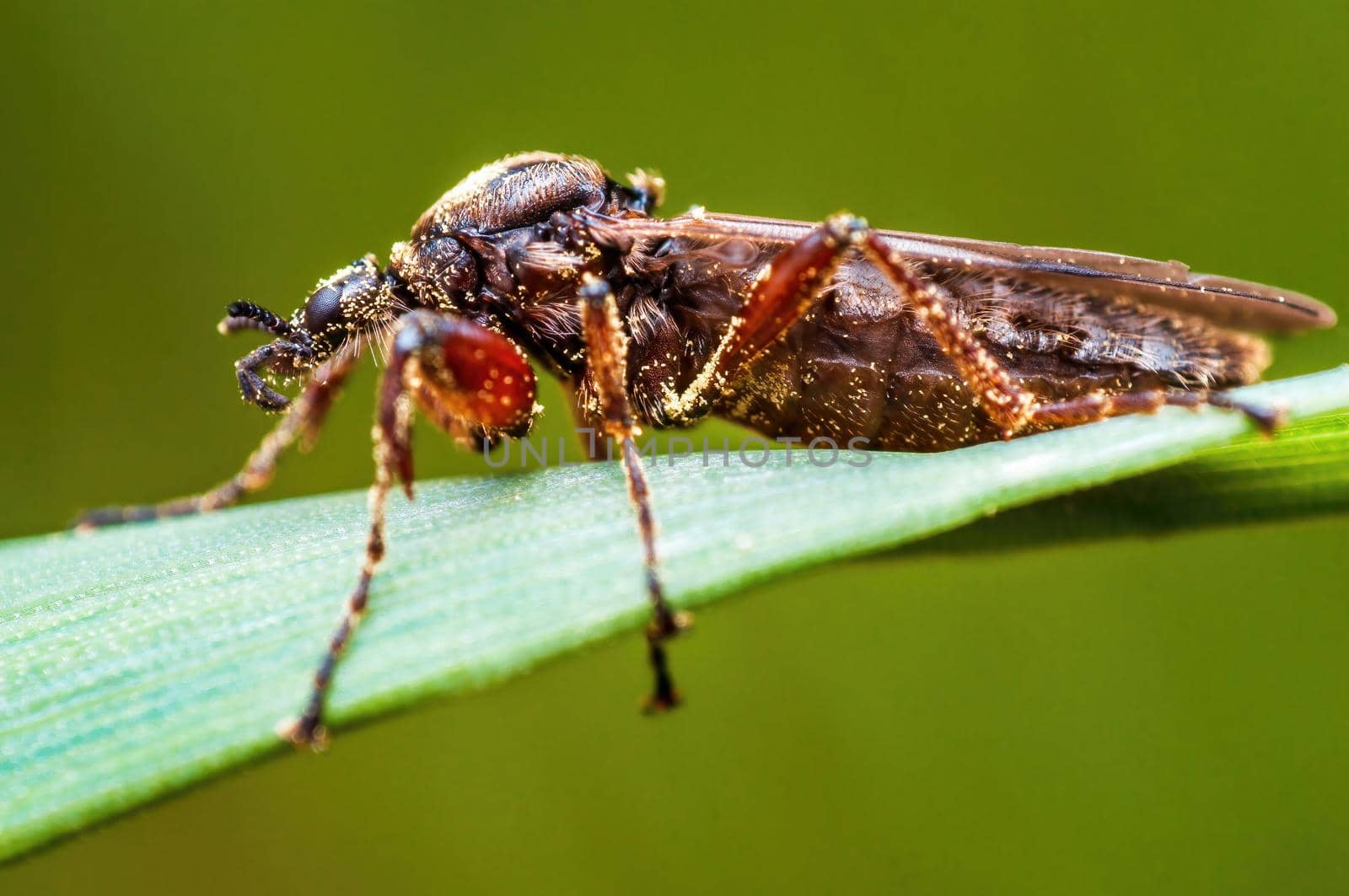 a March fly sits on a blade of grass in a meadow