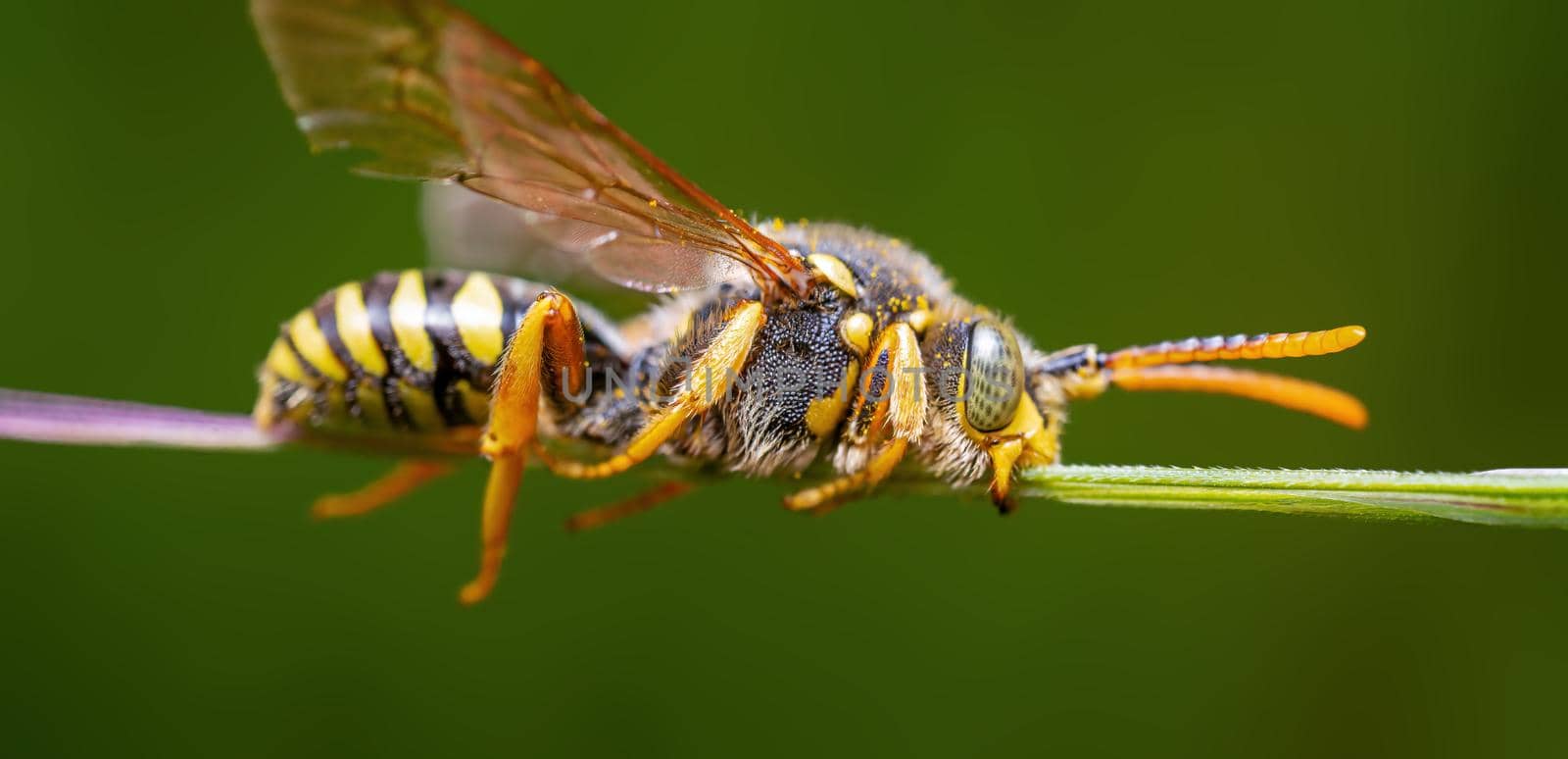 a wasp sits on a stalk in a meadow