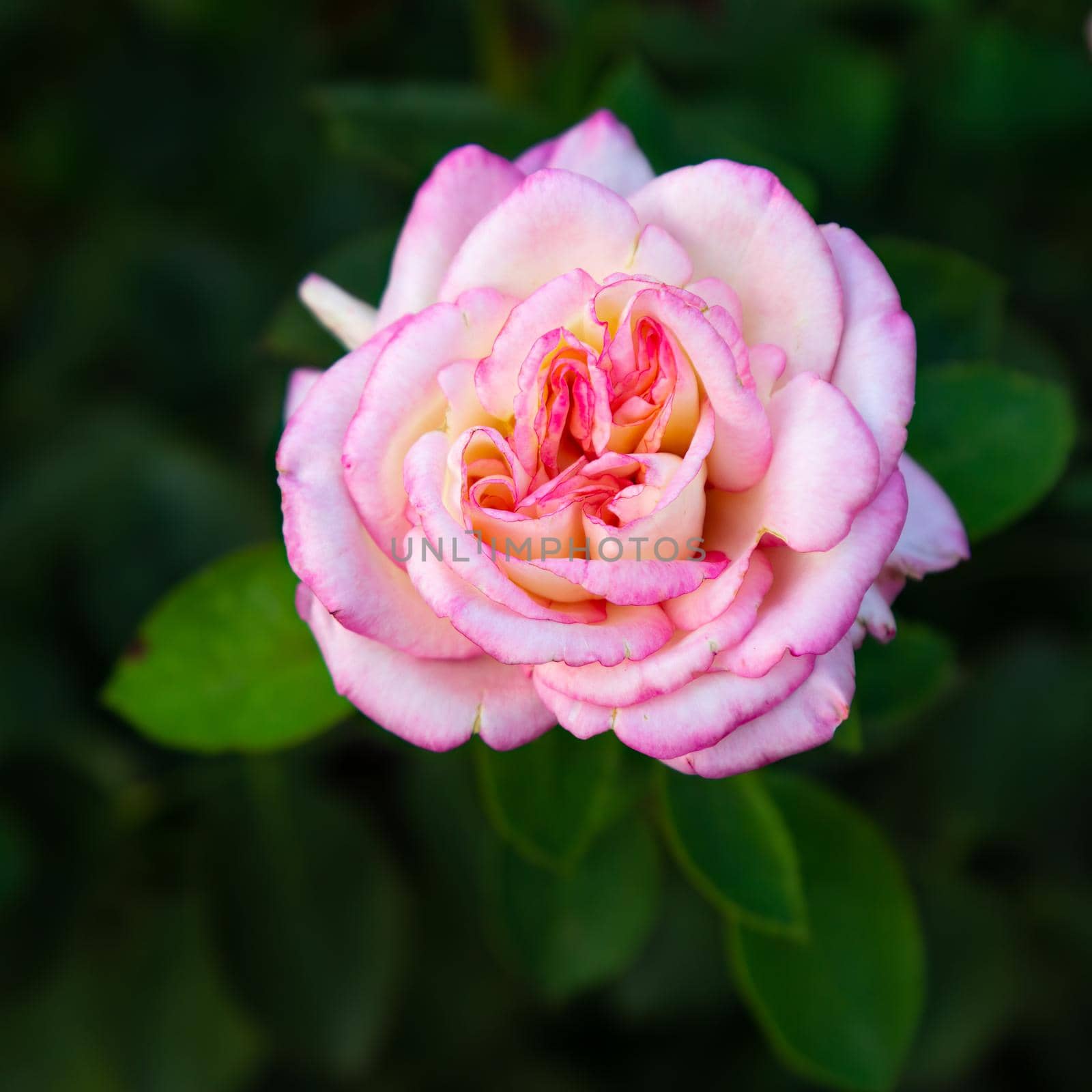 Bud of a pink rose in the garden with blurred bushes in the background. Shallow depth of field. Top view.