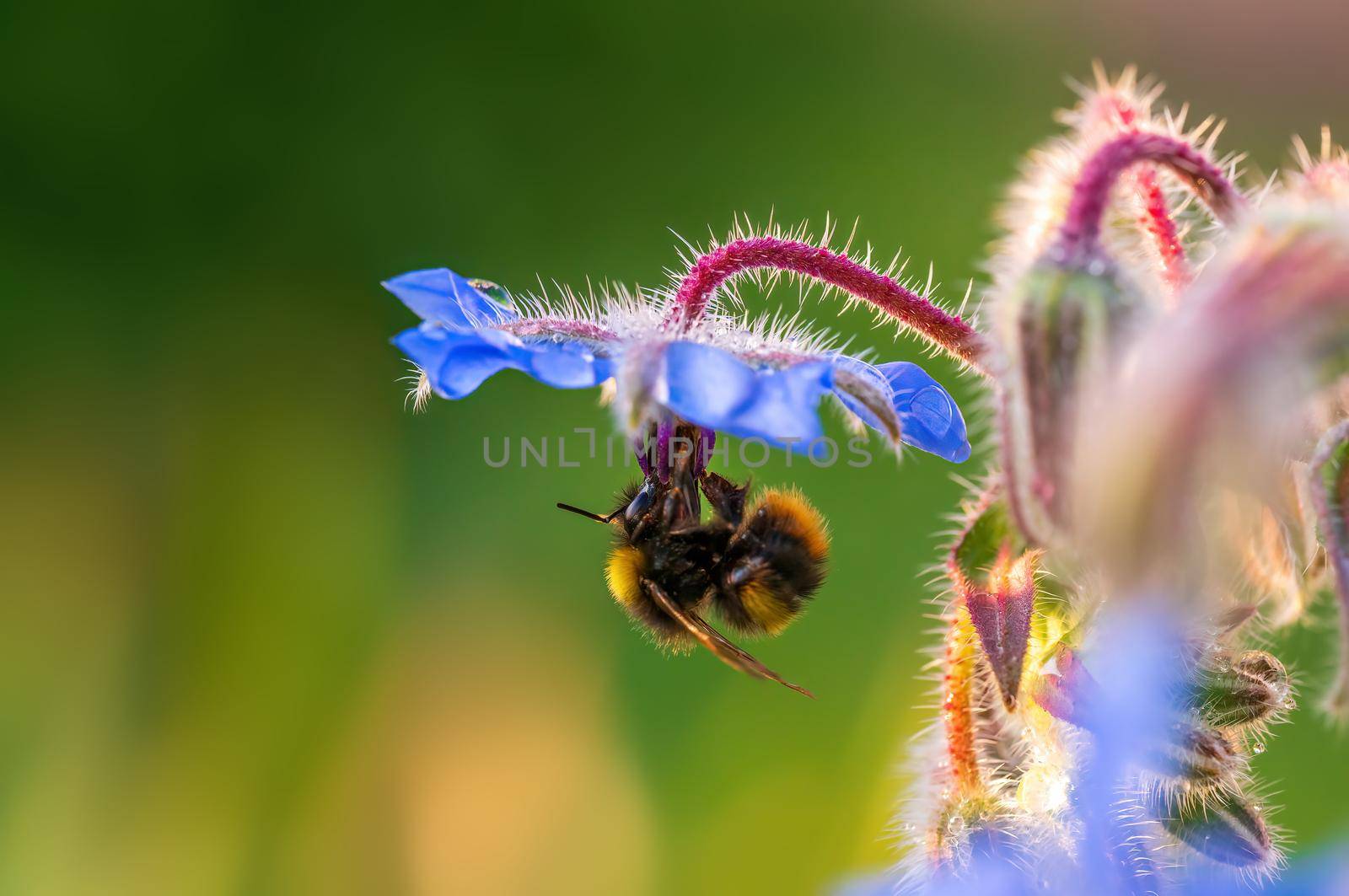 a bee sits on a flower in a meadow