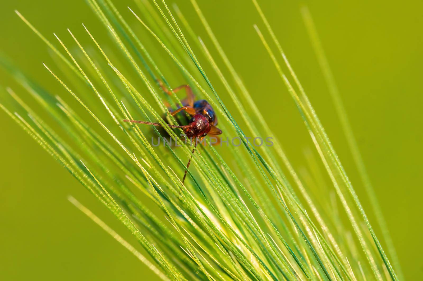 a earwig sits on a stalk in a meadow