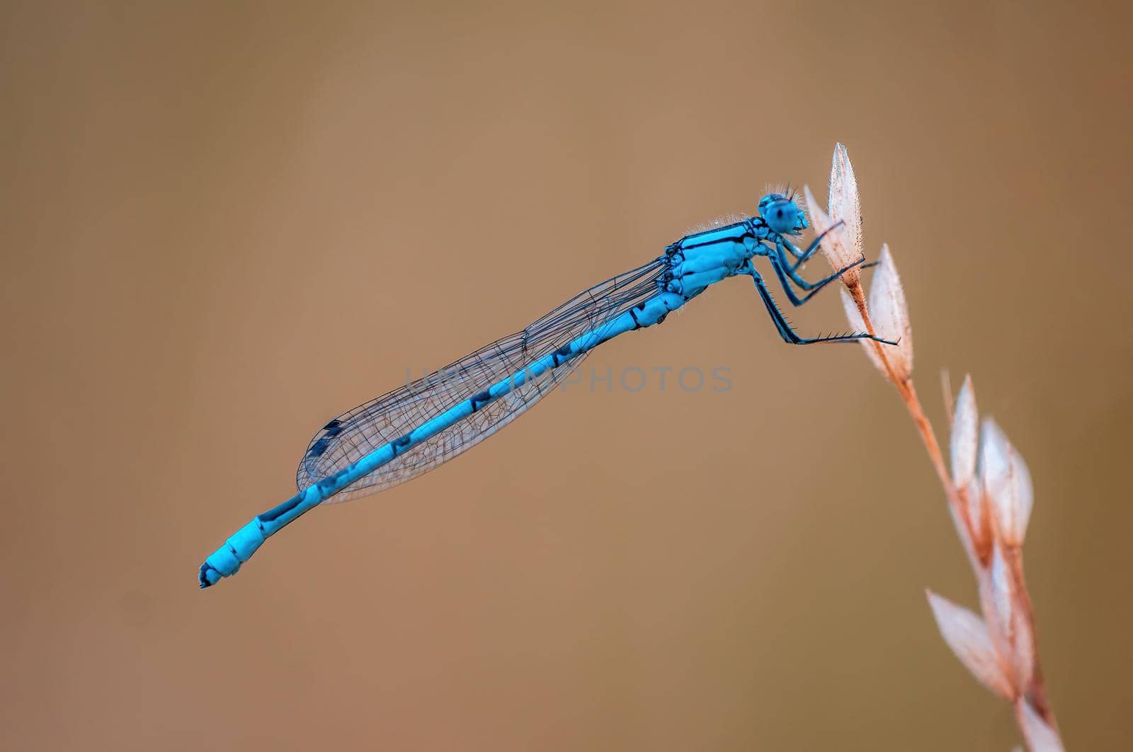 a blue damselfly dragonfly sits on a stalk in a meadow