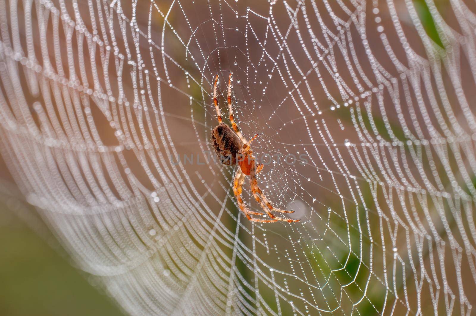 a spider sits in its web and waits for prey