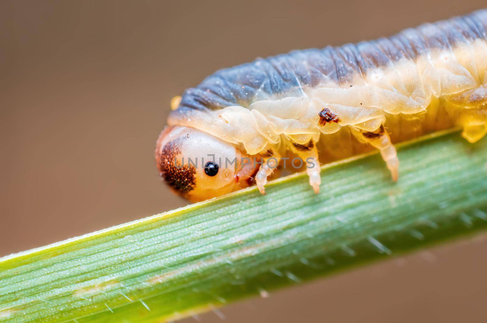 a caterpillar sits on a stalk in a meadow