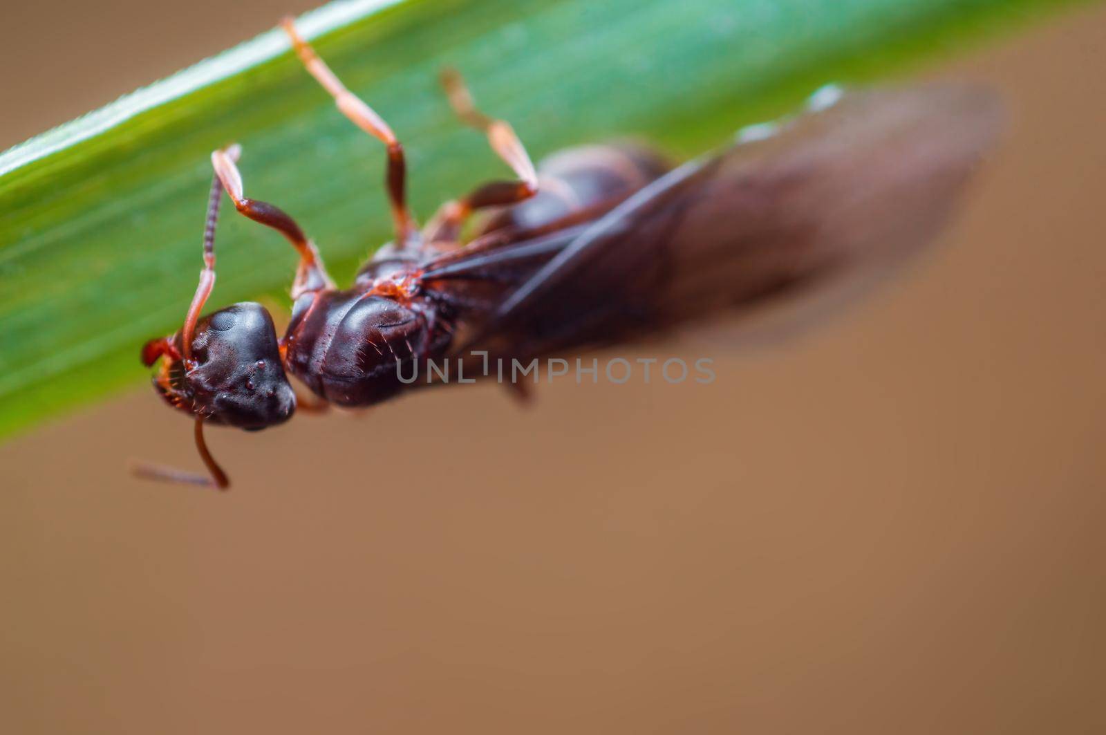 a big black ant sits on a stalk in a meadow