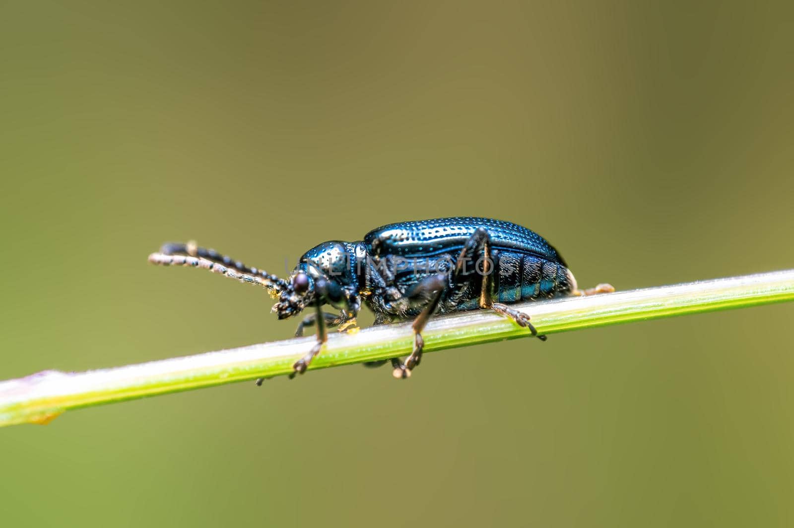 a black beetle sits on a stalk in a meadow