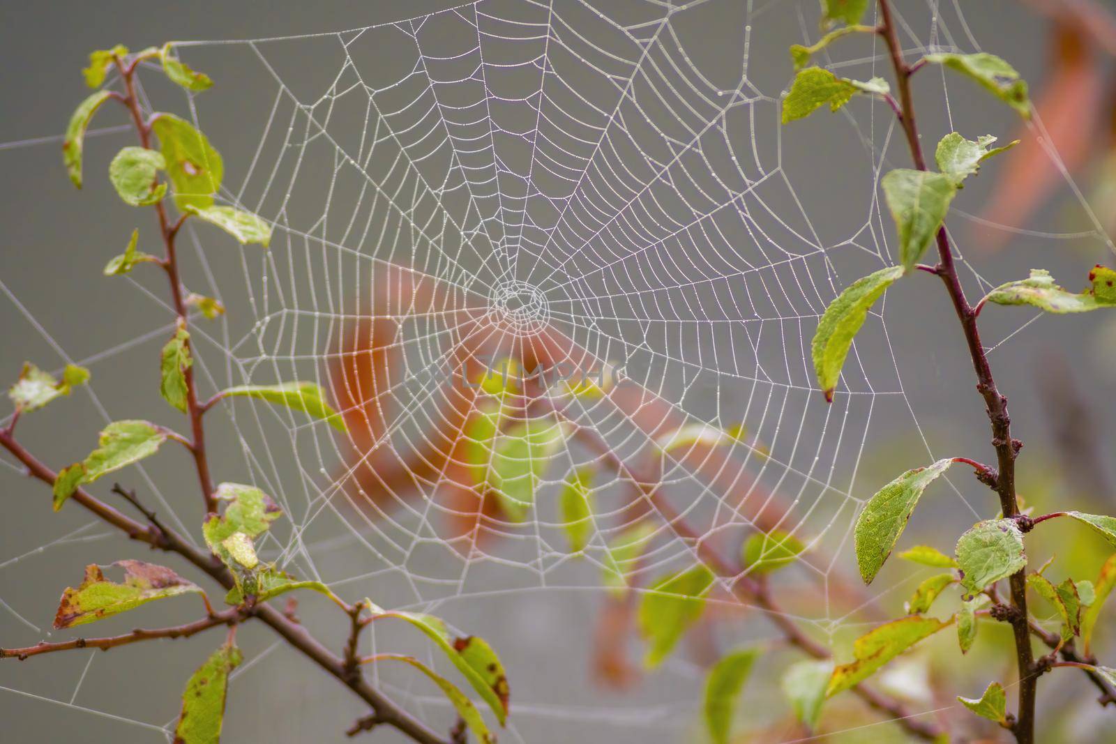 a spider web with dewdrops on a meadow in summer