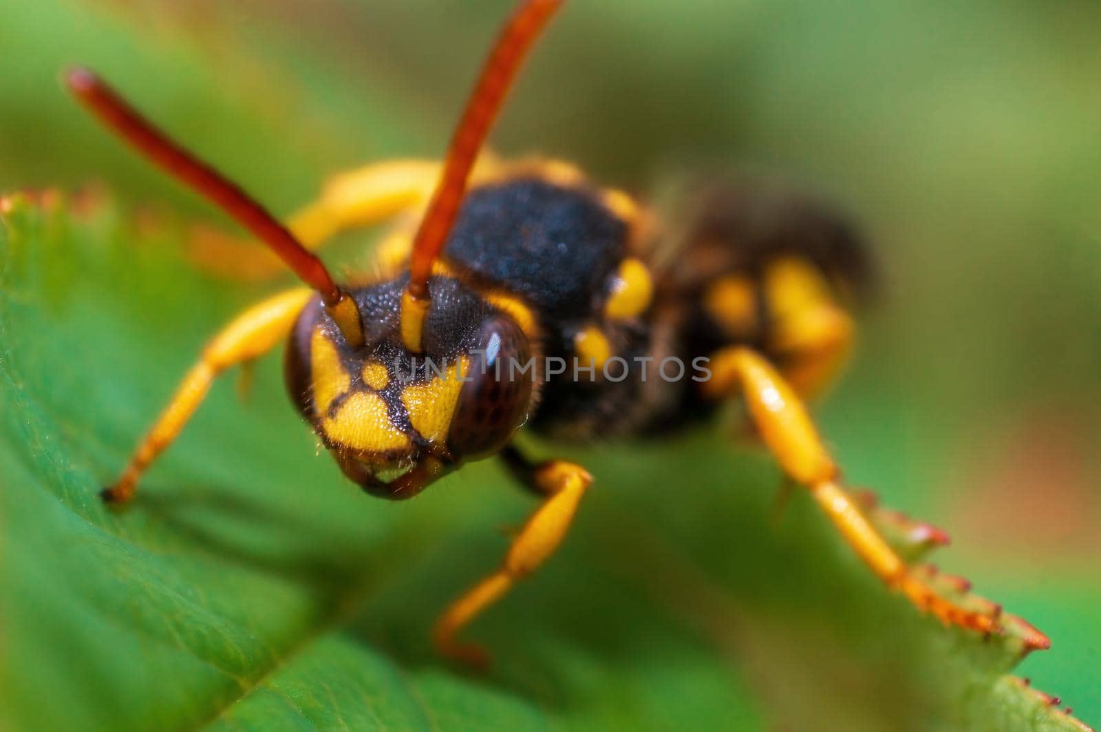 a wasp sits on a leaf in a meadow