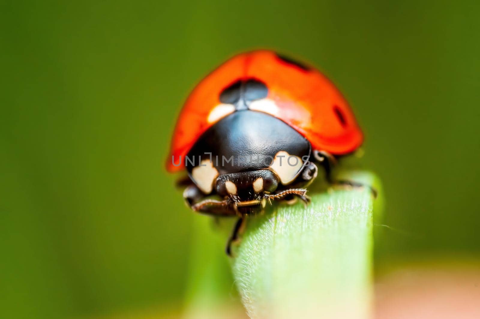 a red ladybug sits on a blade of grass in a meadow