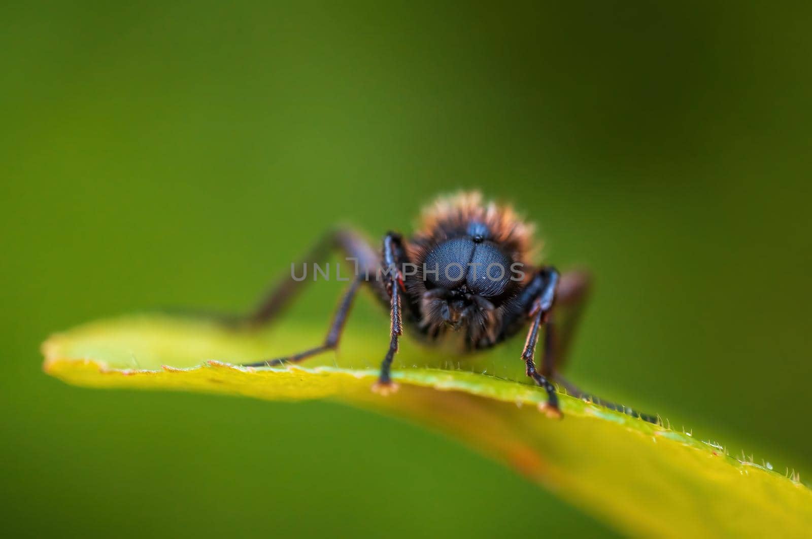 a March fly sits on a leaf in a forest